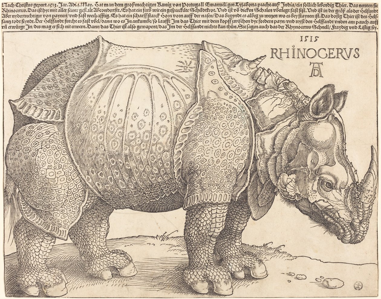 Neshornet av Albrecht Dürer