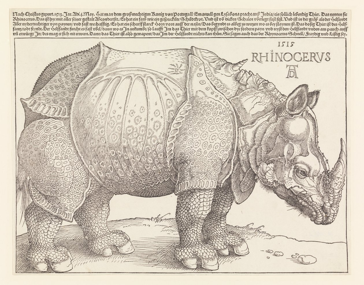 Neshornet av Albrecht Dürer