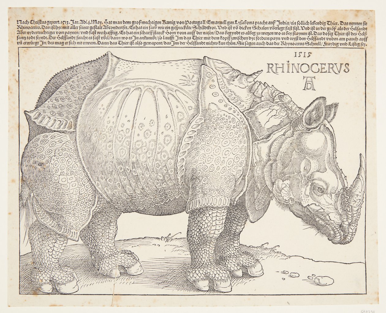 Neshornet av Albrecht Dürer