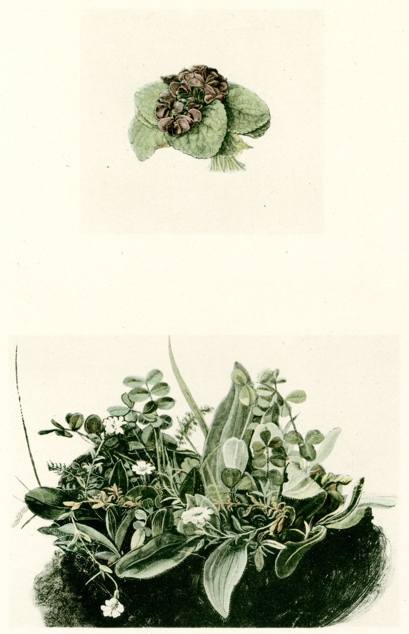 fioler av Albrecht Dürer