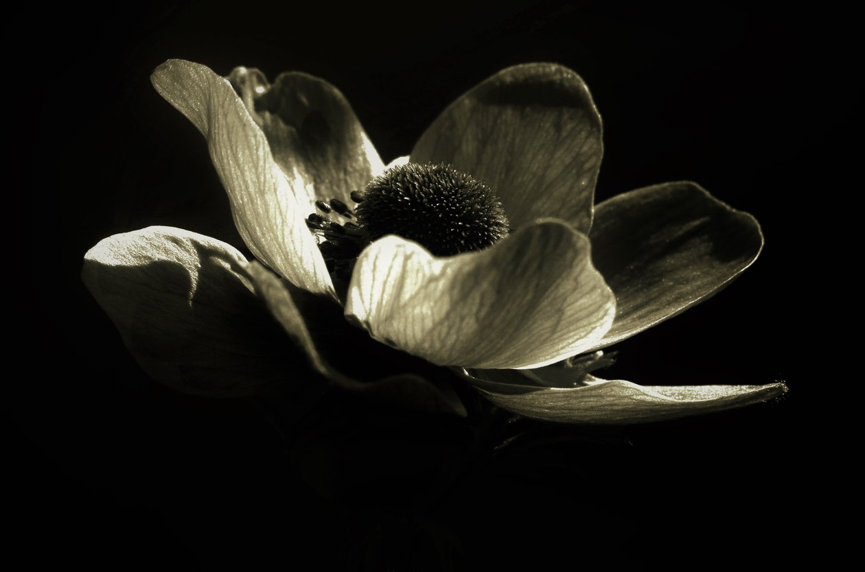 Uten tittel, 2019, (fotografi) av Alex Caminker
