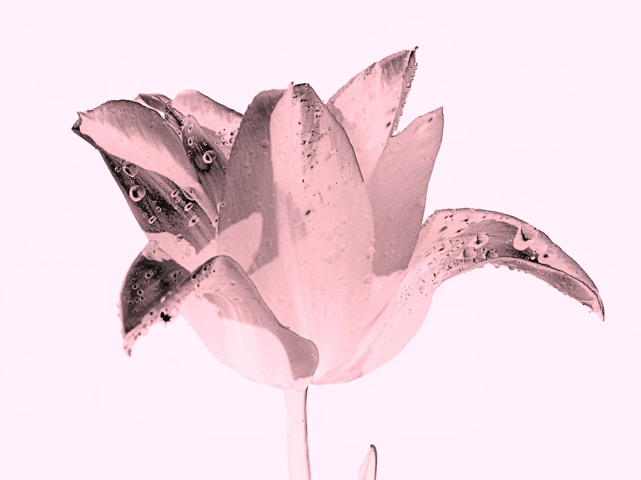 krystallrosa blomst, 2019, (fotografi) av Alex Caminker