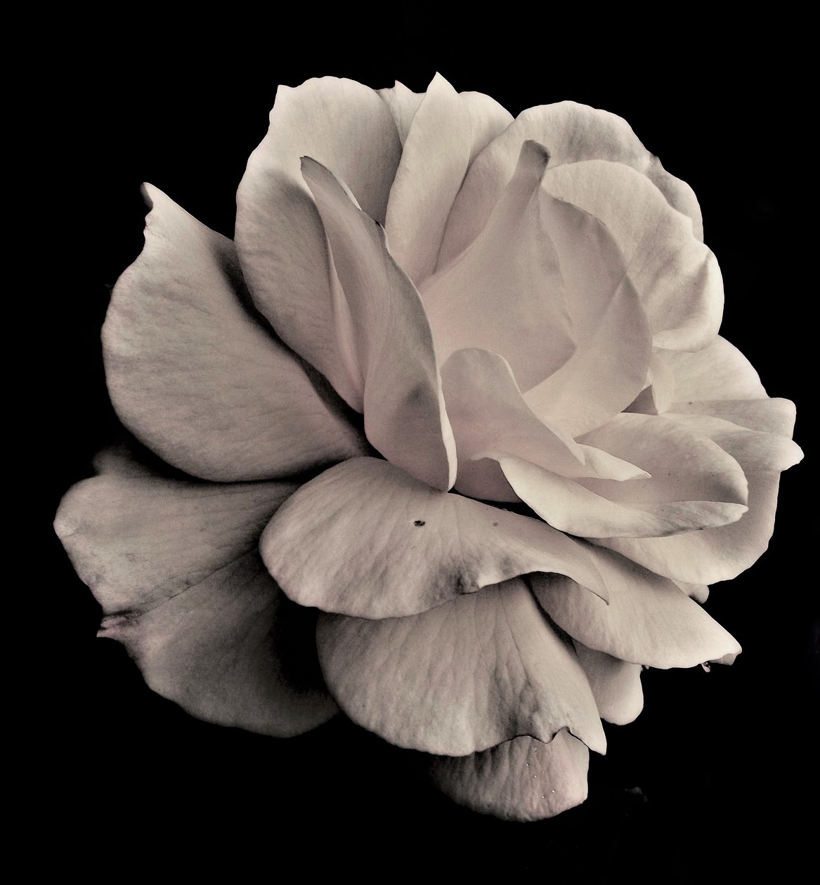 levende geometri, 2019, (fotografi) av Alex Caminker