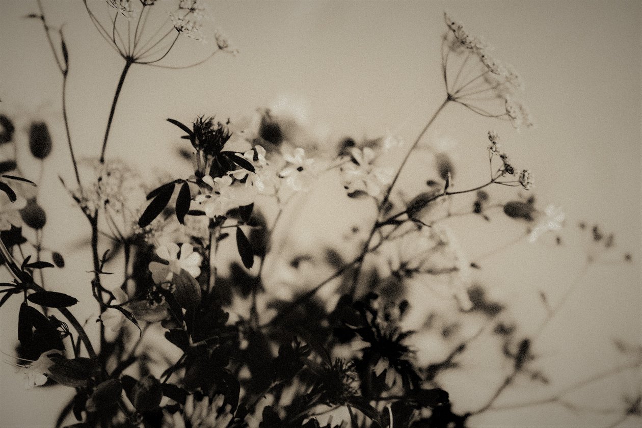 naturlige dekorasjoner, 2019, (fotografi) av Alex Caminker