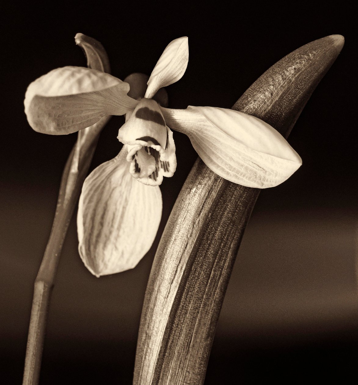 naturens komposisjon, 2019, (fotografi) av Alex Caminker