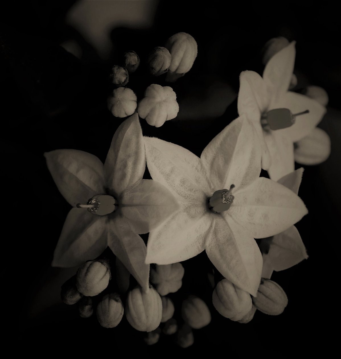 organiske bygninger, 2019, (fotografi) av Alex Caminker