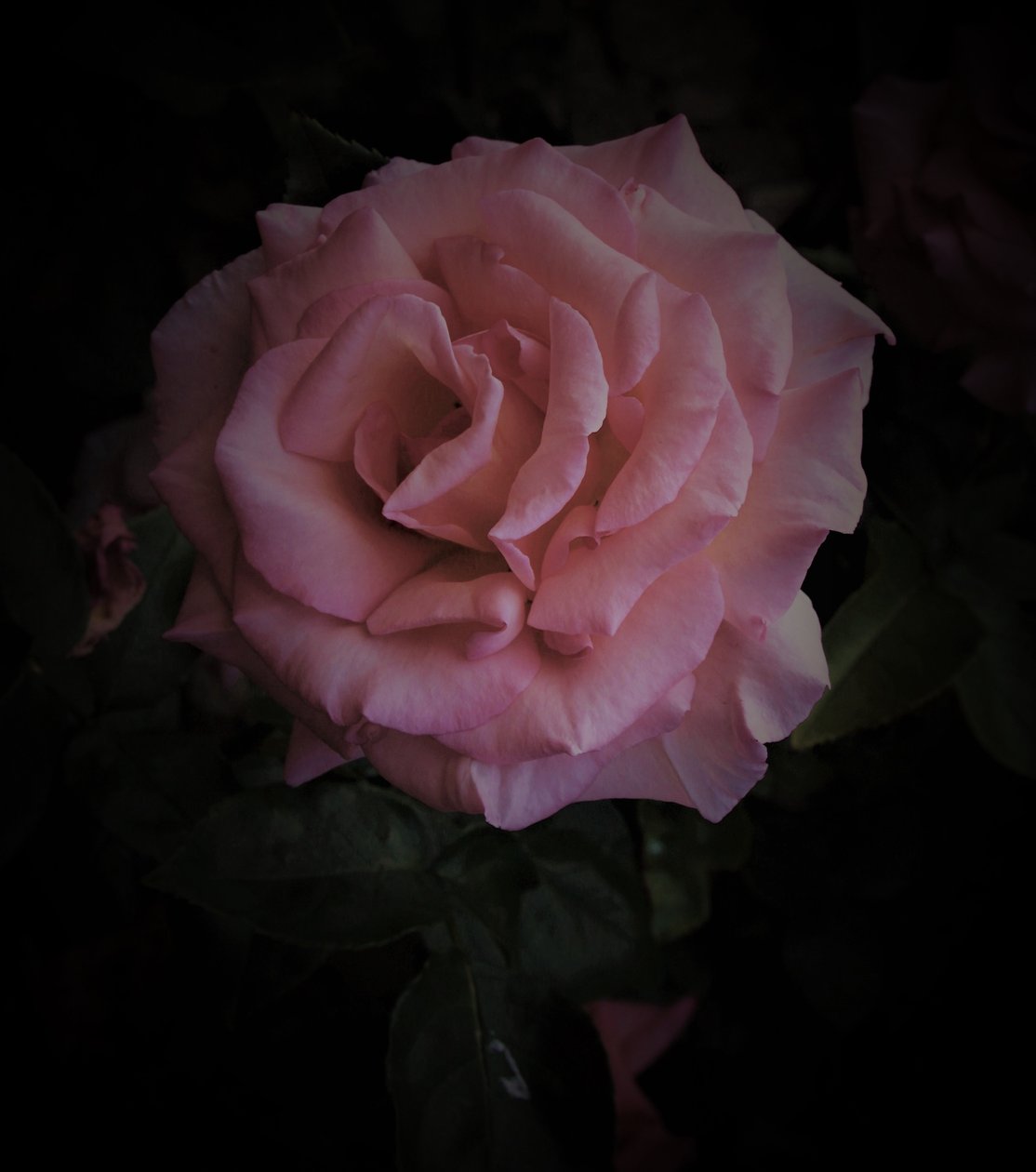 rosa planet, 2019, (fotografi) av Alex Caminker