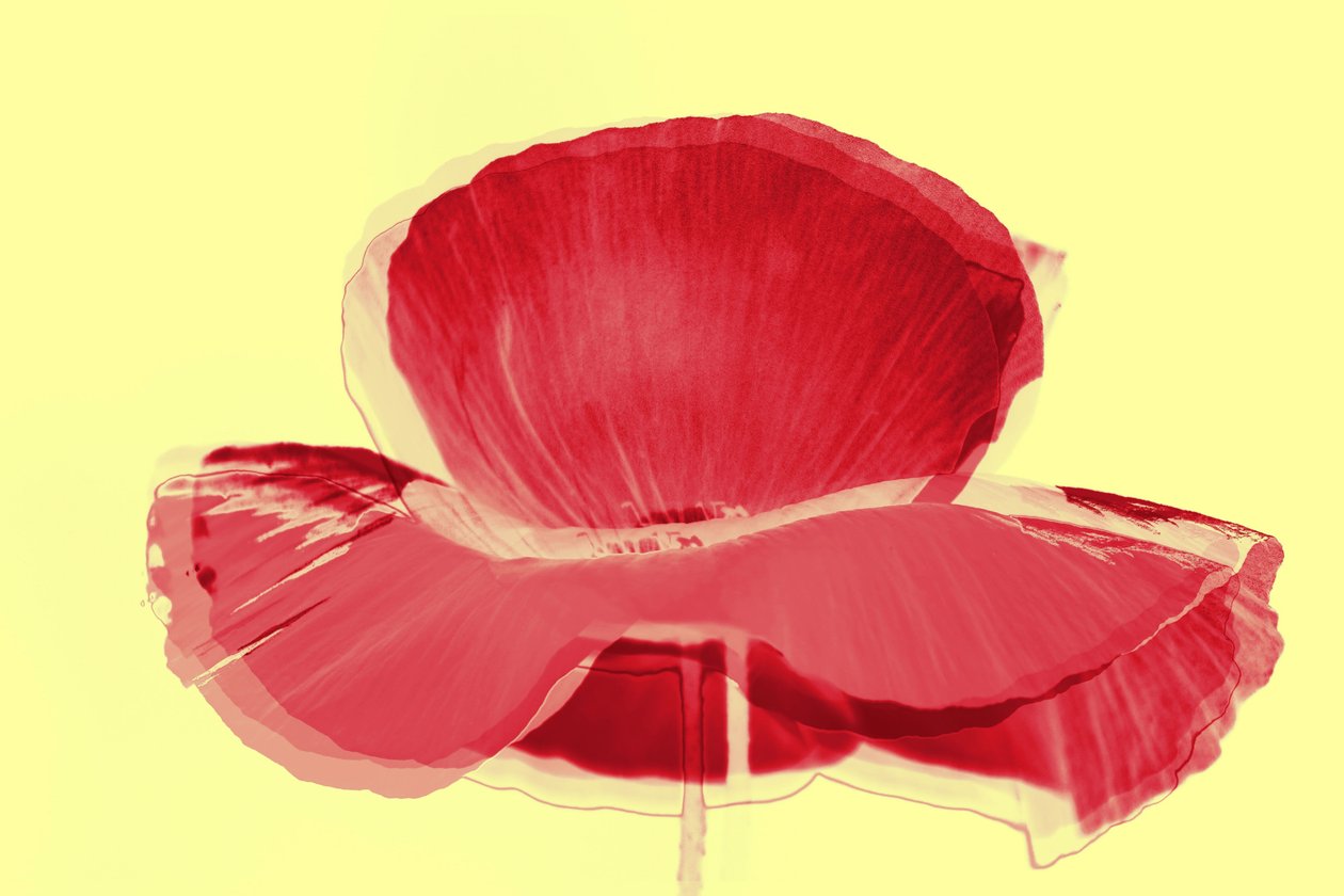 rød tulipan, 2019, (blandet media) av Alex Caminker