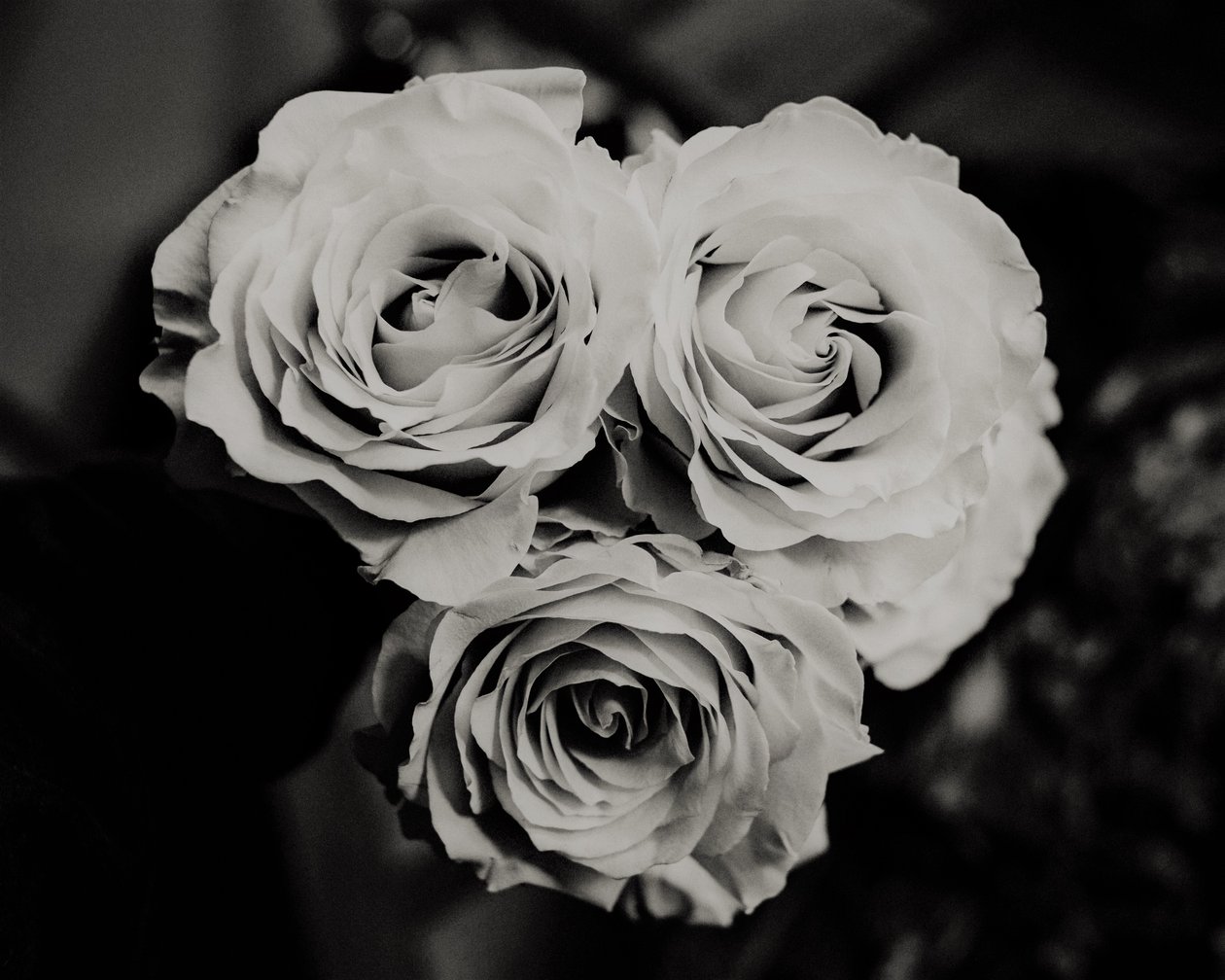 tre roser, 2019, (fotografi) av Alex Caminker