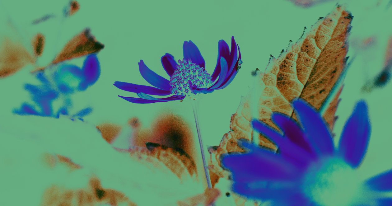 uv versjon, 2019, (collage) av Alex Caminker