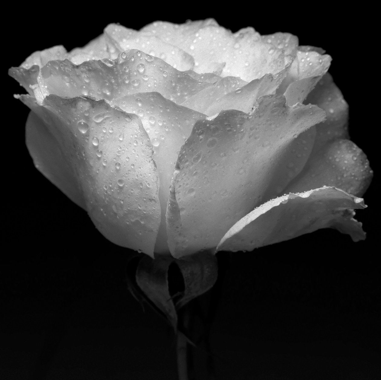hvit blomst og vann, 2019, (fotografi) av Alex Caminker