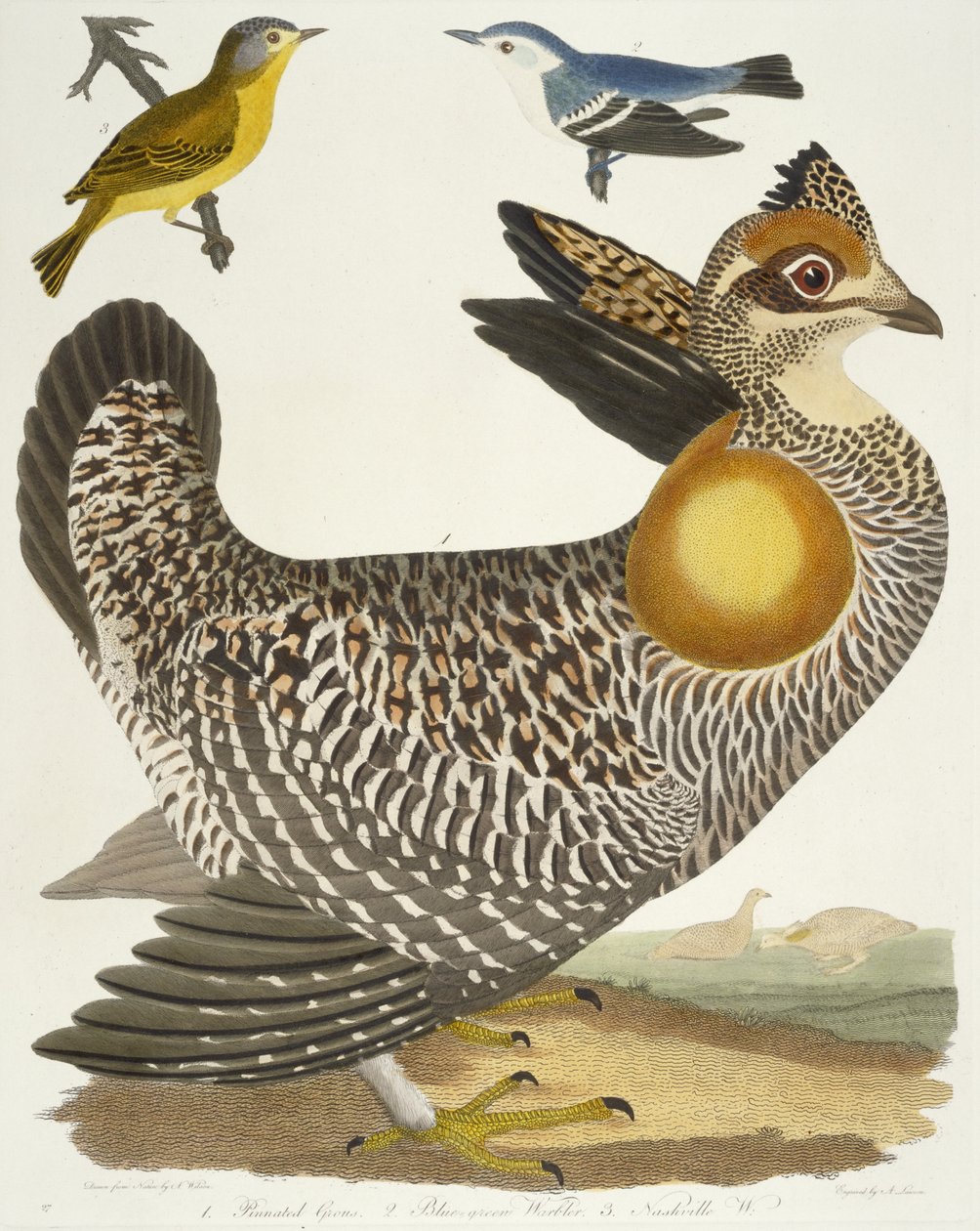 Fugler 27. 1. Pinnet Grous. 2. Blågrønn sangsanger. 3. Nashville W., 1808-1814 av Alexander Wilson