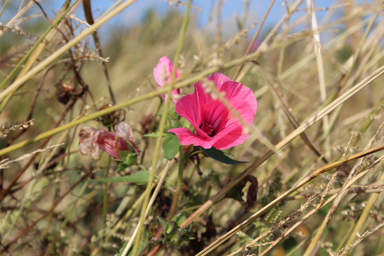 blomstre i vinden av Alexandra Joseph
