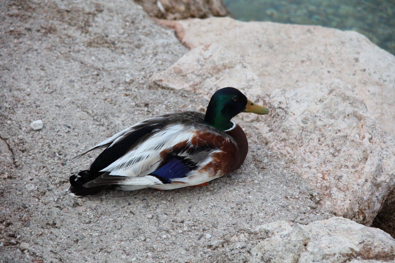 The Ducks av Alexandra Joseph