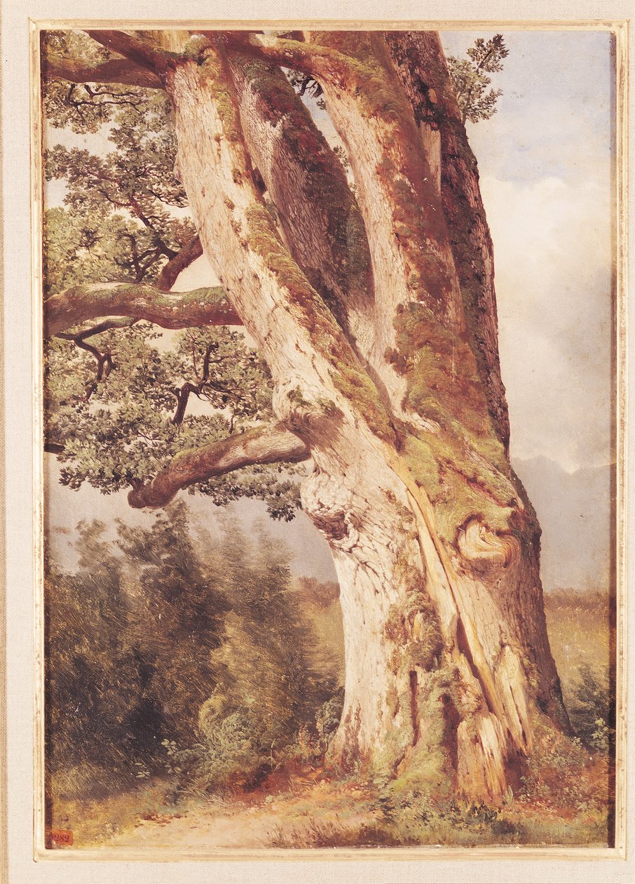 Eiken av Alexandre Calame