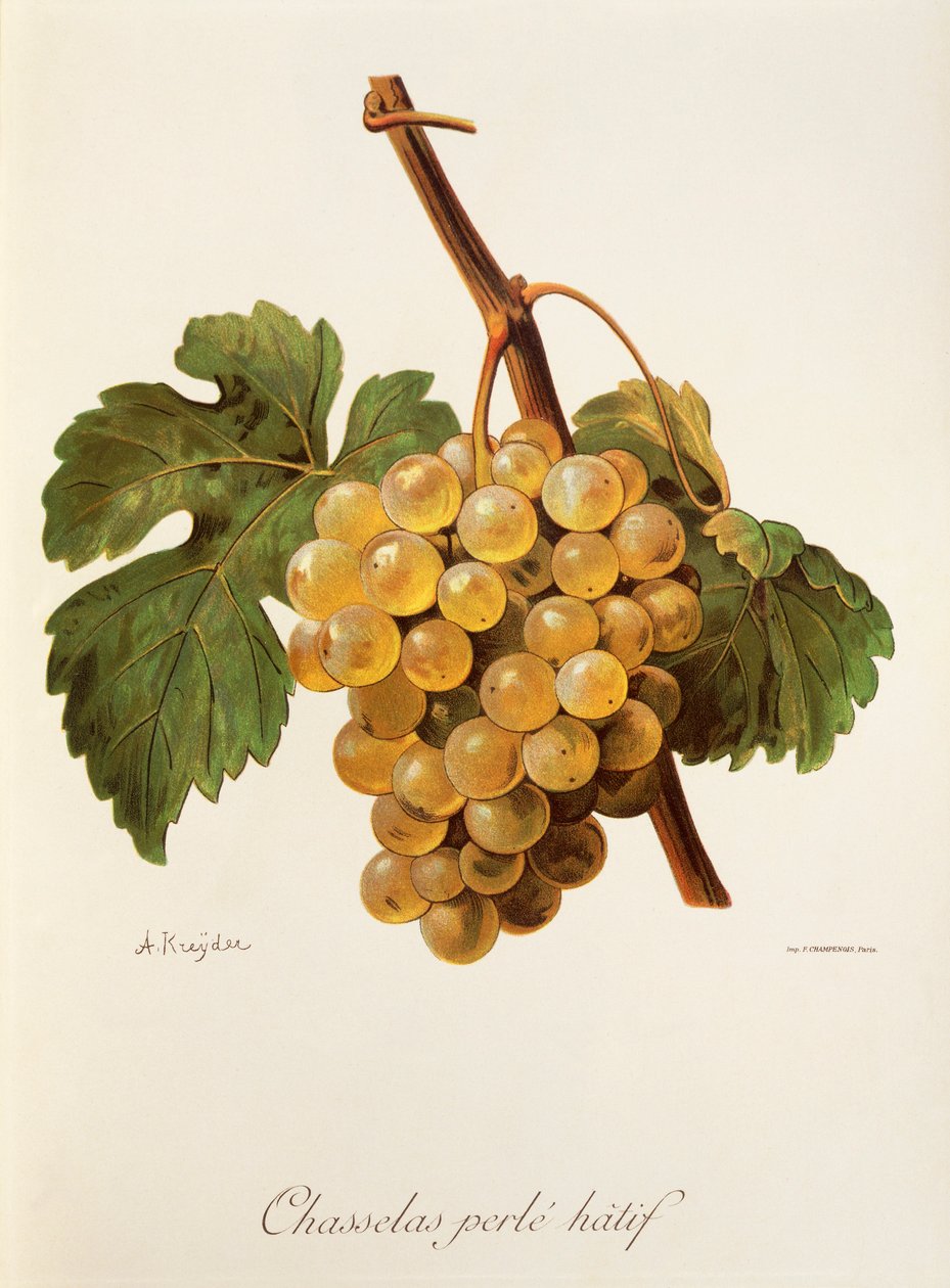 Chasselas Perle' Hatif-drue av A. Kreyder av Alexis Kreyder