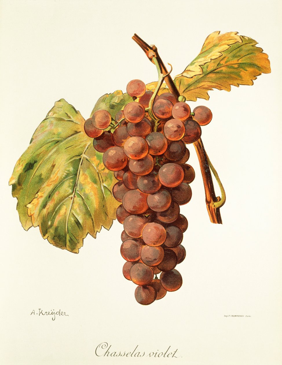 Chasselas Violet drue av A. Kreyder av Alexis Kreyder