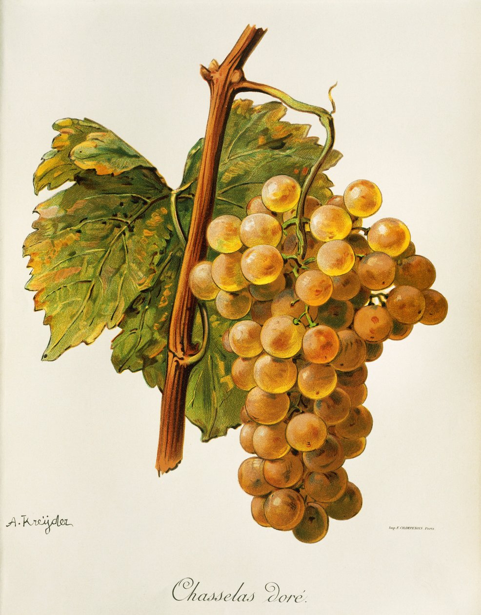 Chasselas gulldrue av A. Kreyder av Alexis Kreyder