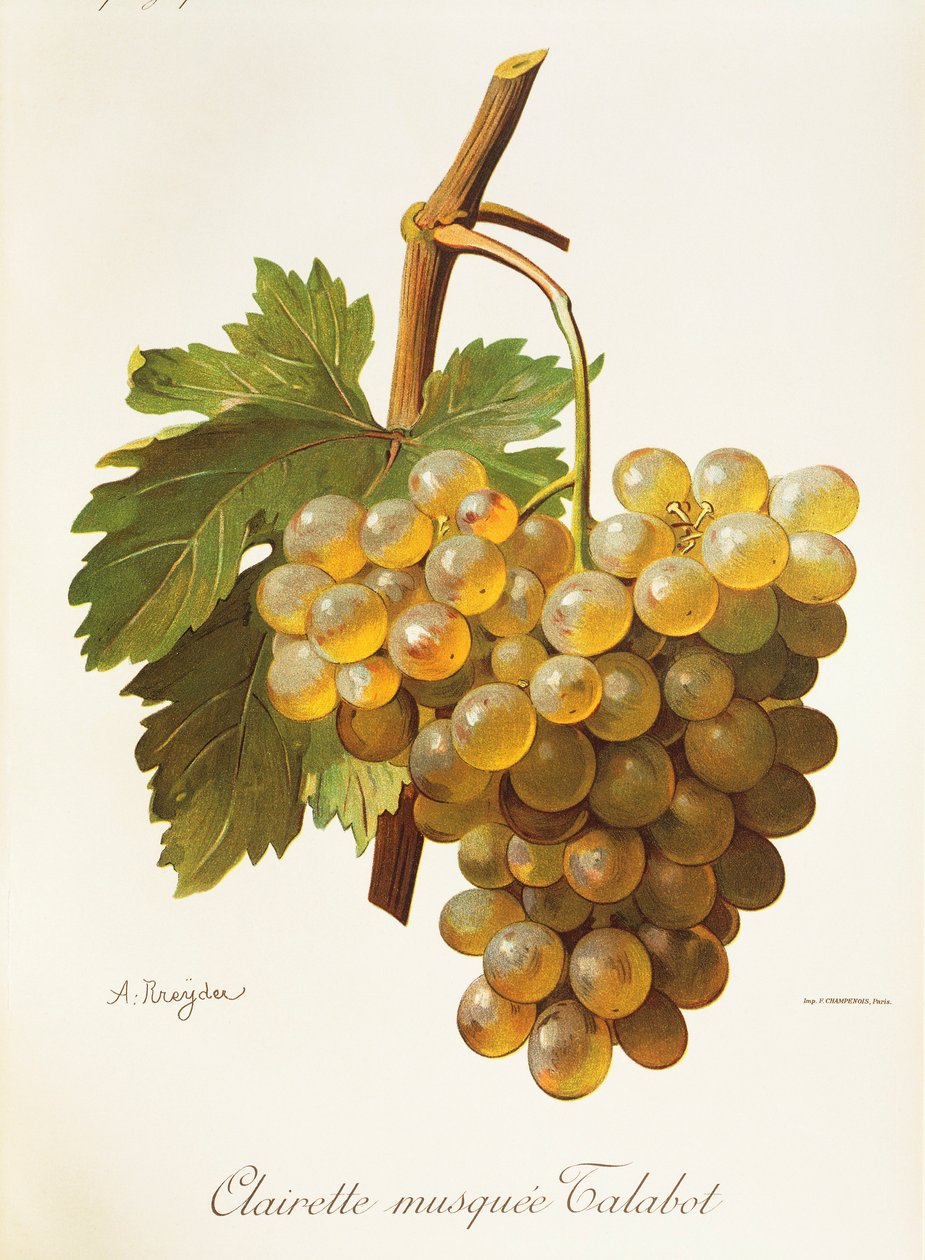 Clairette Musquee-drue av A. Kreyder av Alexis Kreyder
