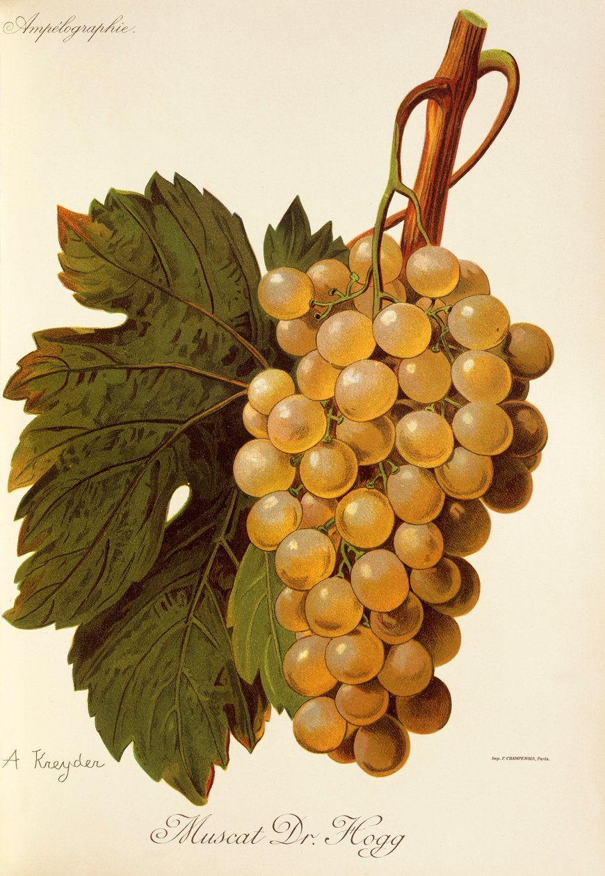 Muscat Dr. Hogg drue av A. Kreyder av Alexis Kreyder