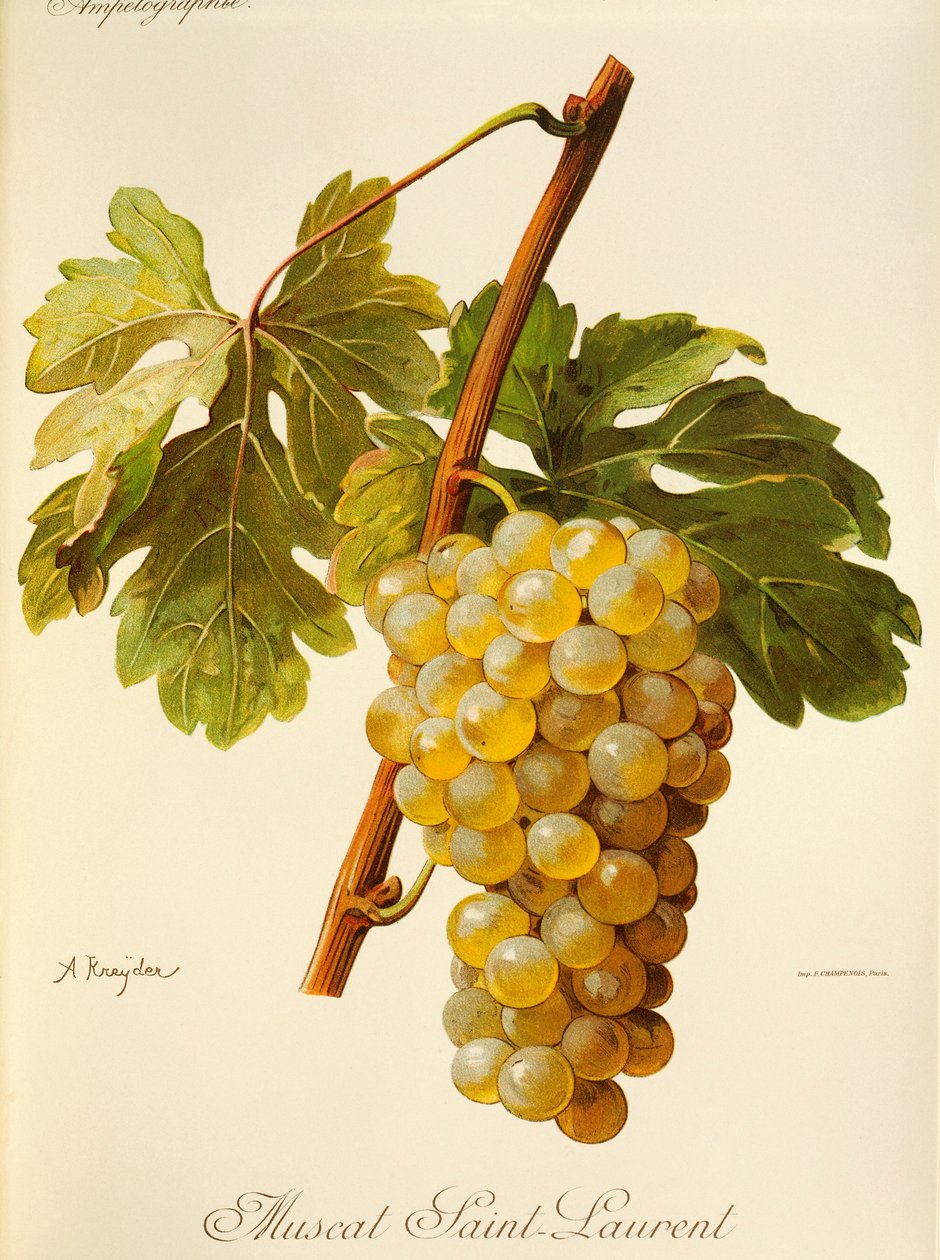 Muscat Saint-Laurent-drue av A. Kreyder av Alexis Kreyder