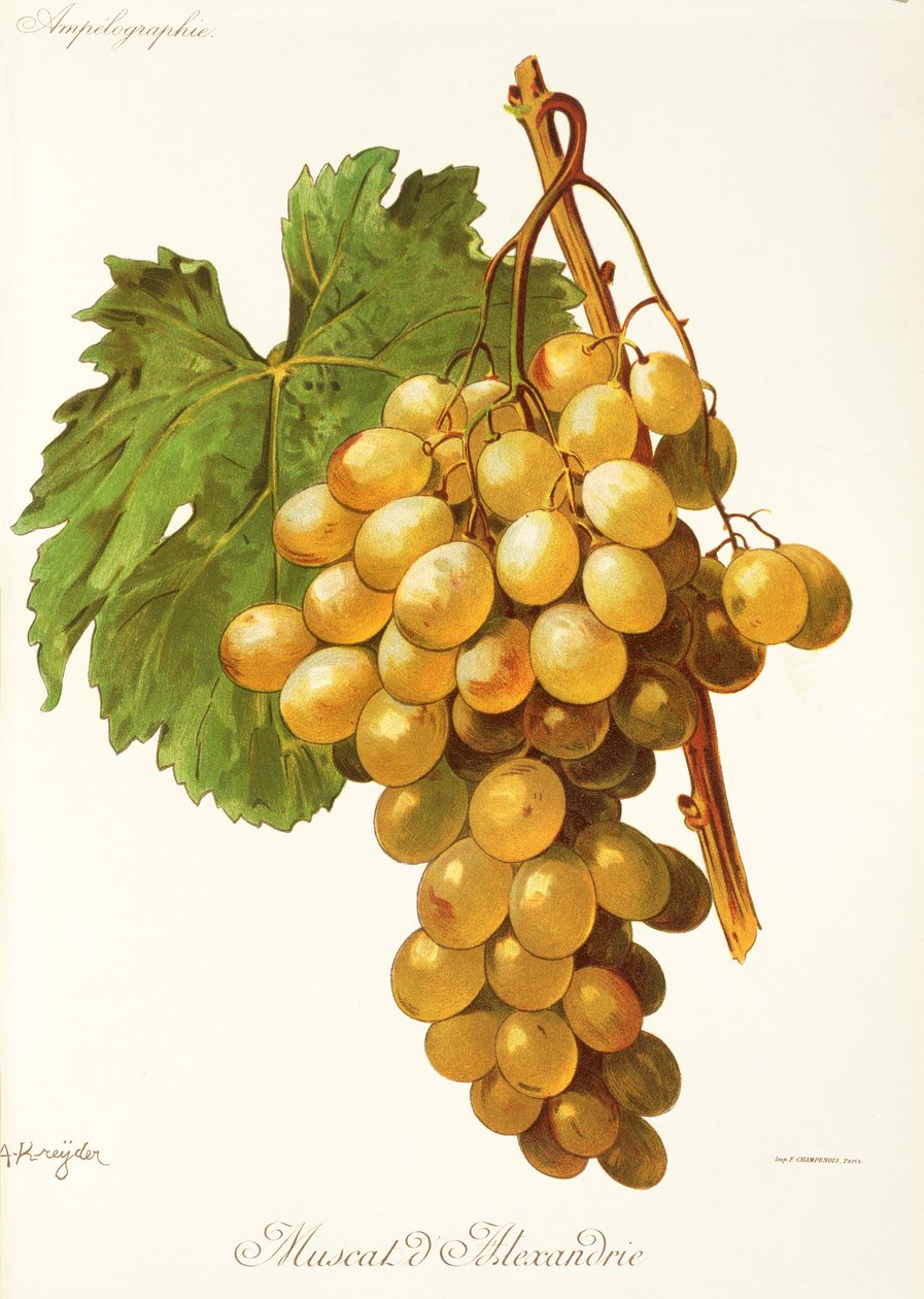 Muscat d