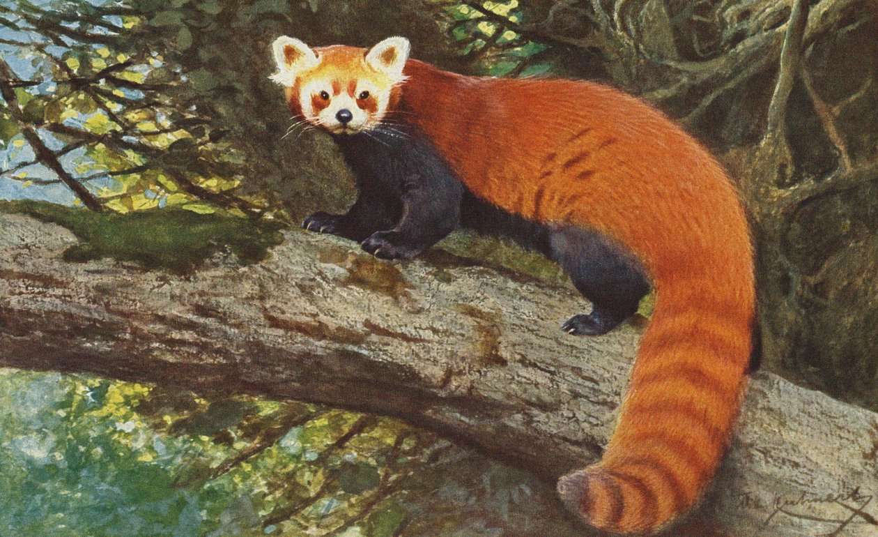 Rød panda ca. 1900 av Alfred Brehm