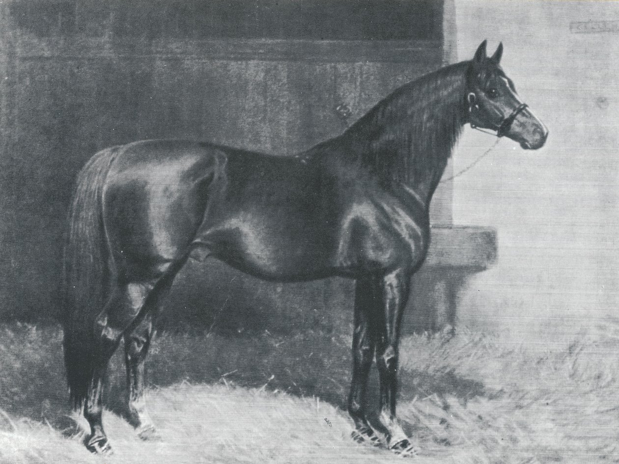 Cyllene, britisk fullblodshest av Alfred Charles Havell
