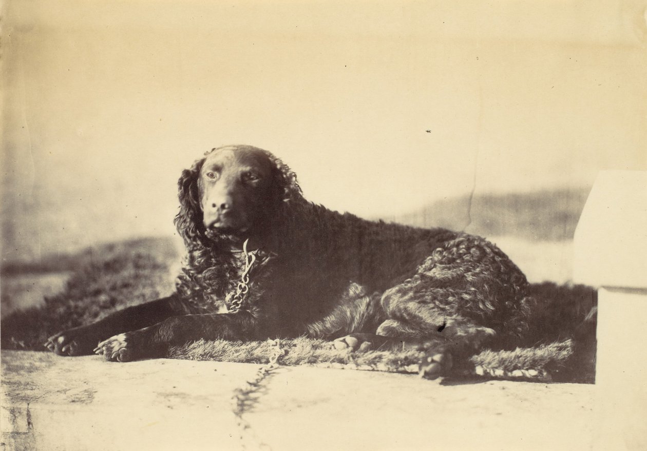 Peter, 1860. av Alfred Capel Cure
