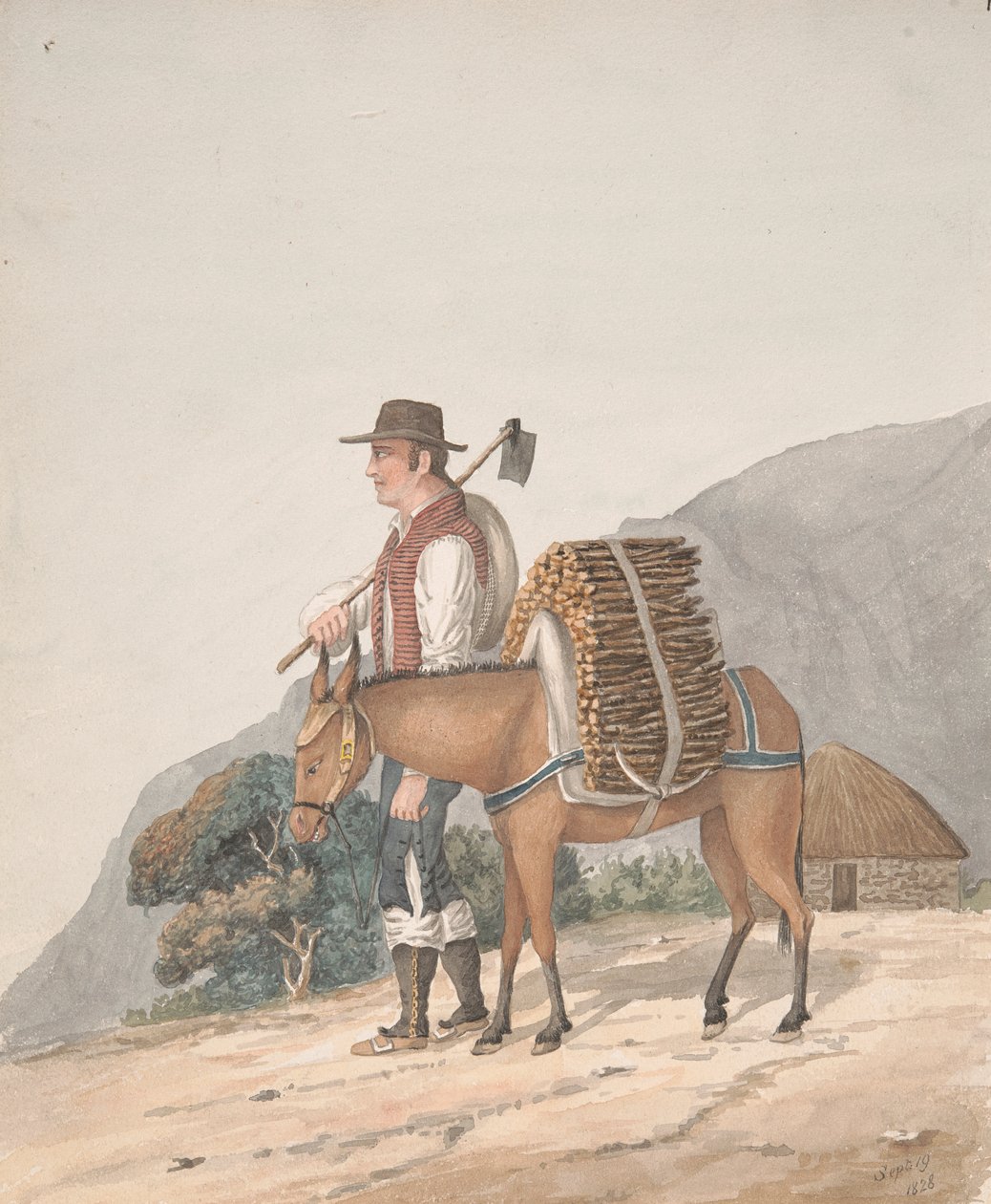 Vedselger, Tenerife av Alfred Diston
