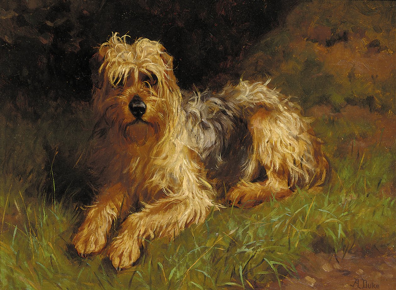 Myk belagt Wheaten Terrier av Alfred Duke