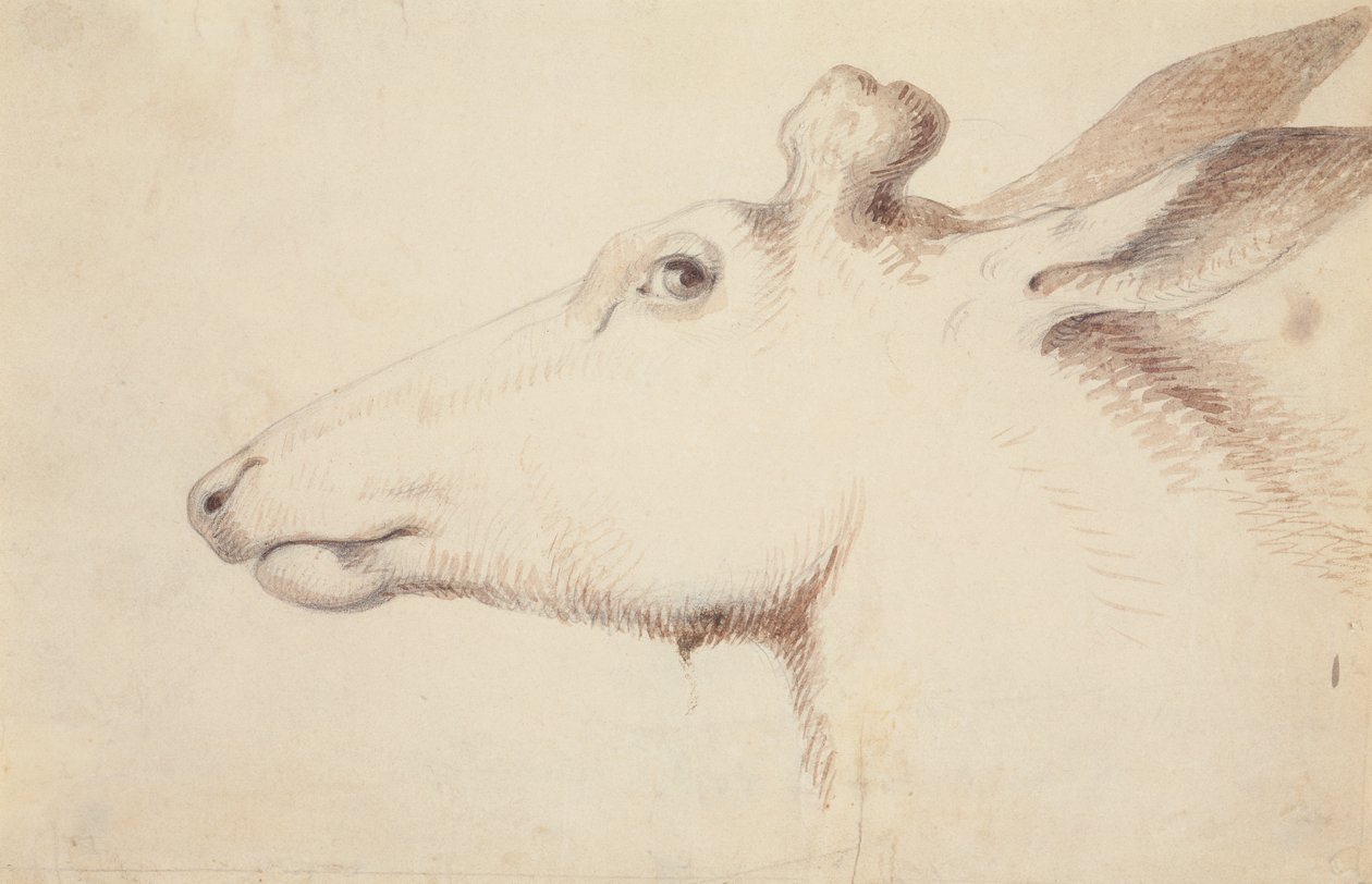 Elg. ca. 1837 (tegning) av Alfred Jacob Miller