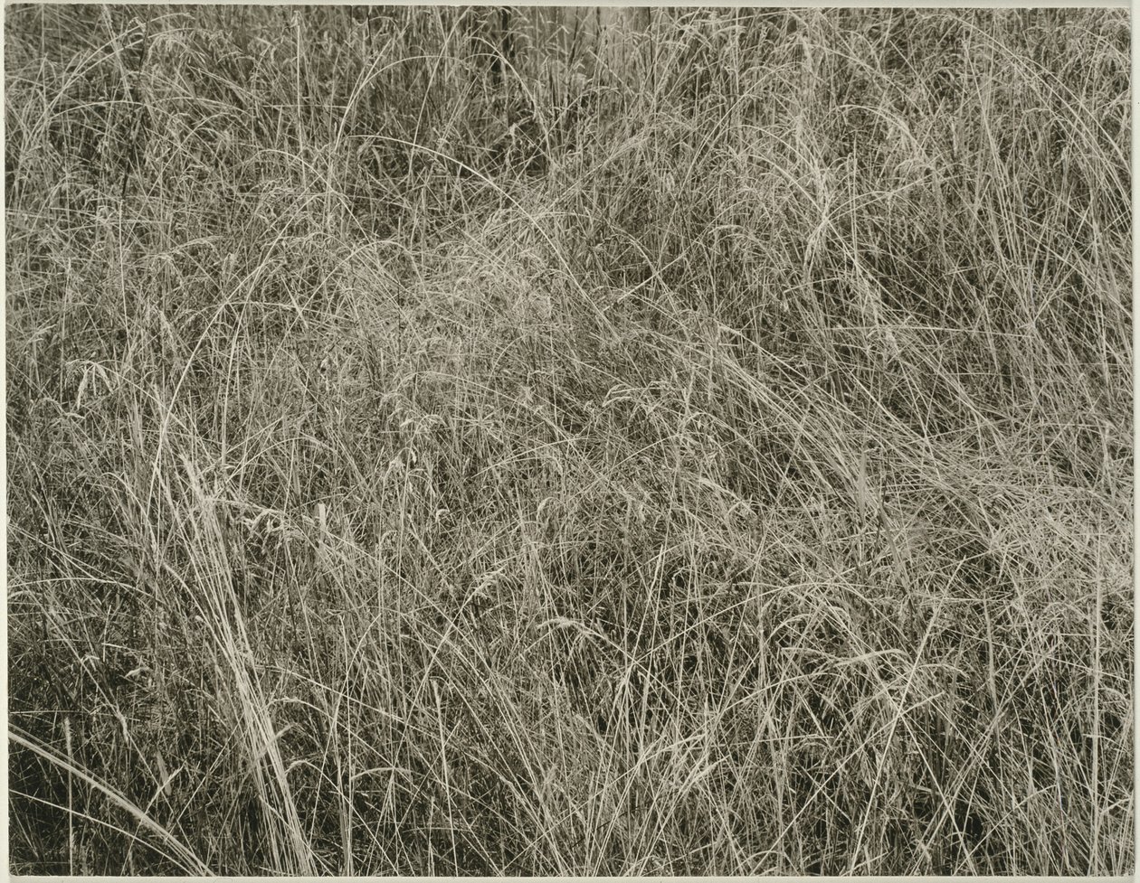 Gress av Alfred Stieglitz