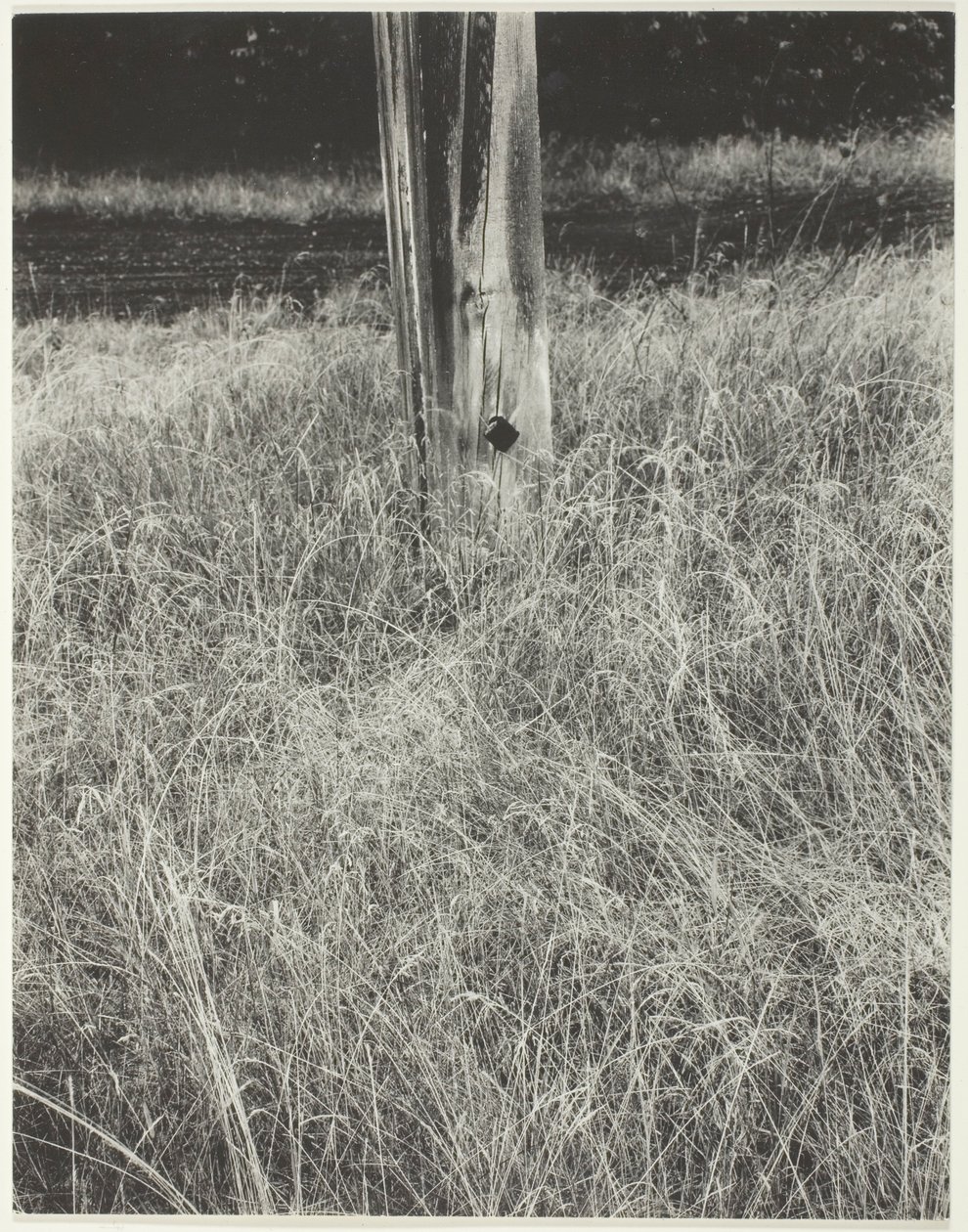 Gress og flaggstang av Alfred Stieglitz