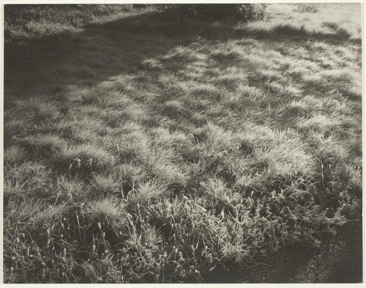 Grass and Frost, 1934. av Alfred Stieglitz