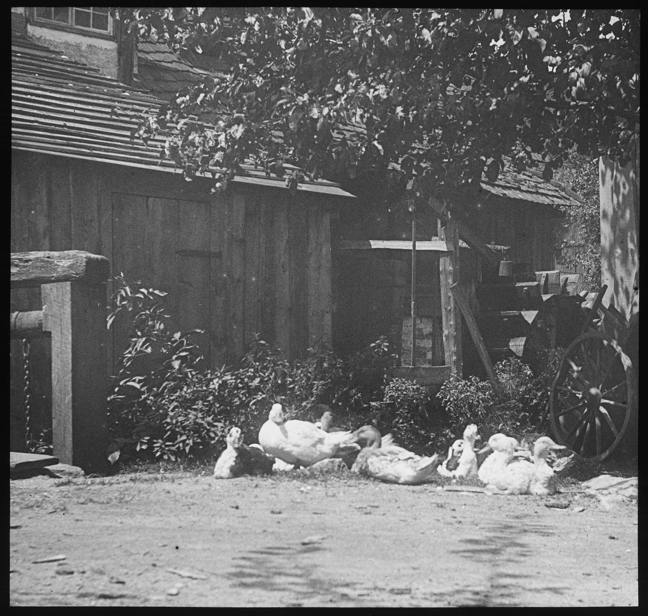 vurdering av Alfred Stieglitz