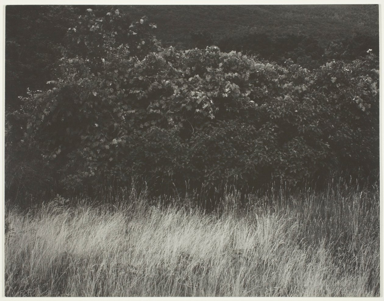 Hekk og gress - Lake George av Alfred Stieglitz