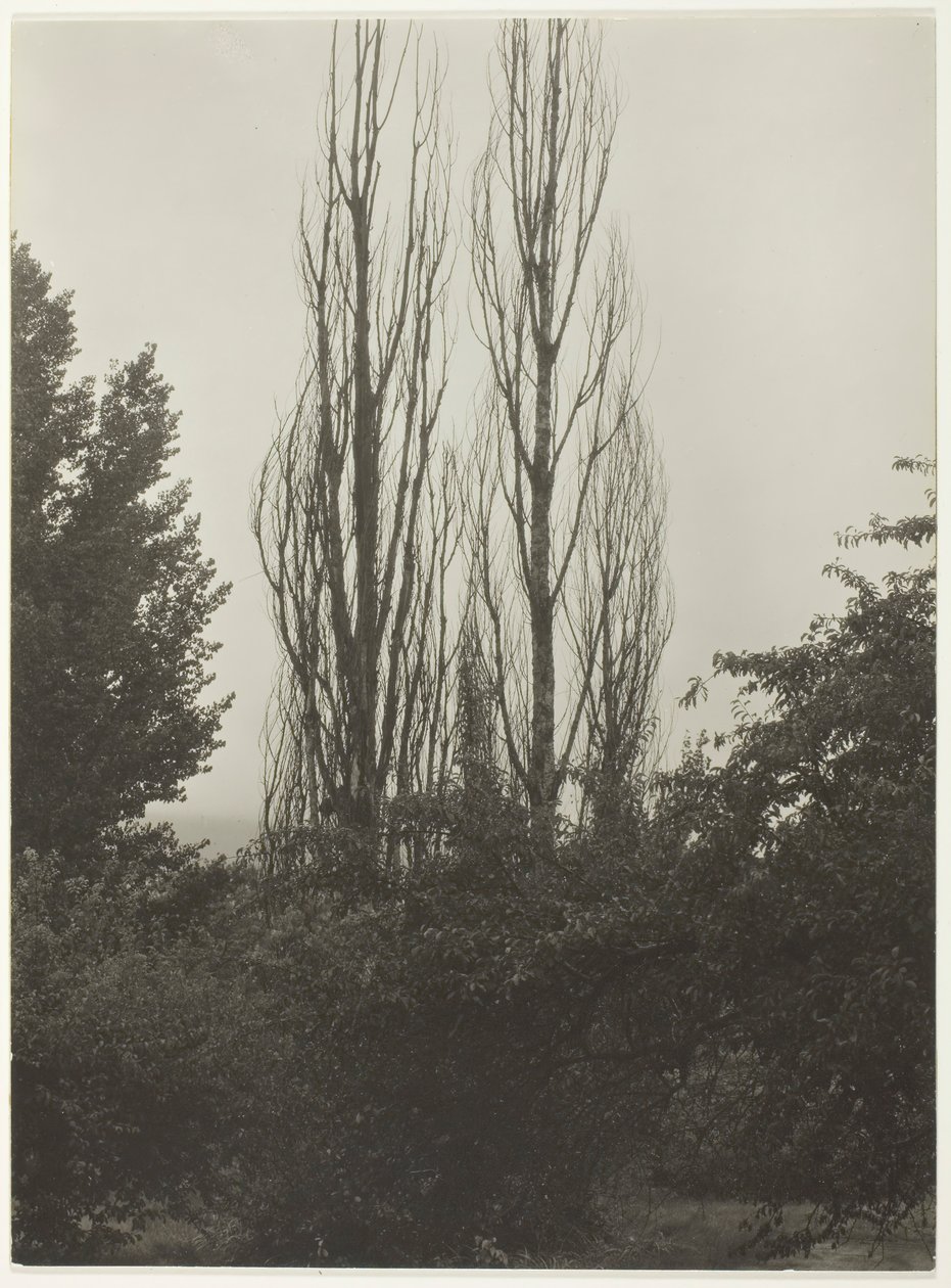 Poplars - Lake George, 1935. av Alfred Stieglitz