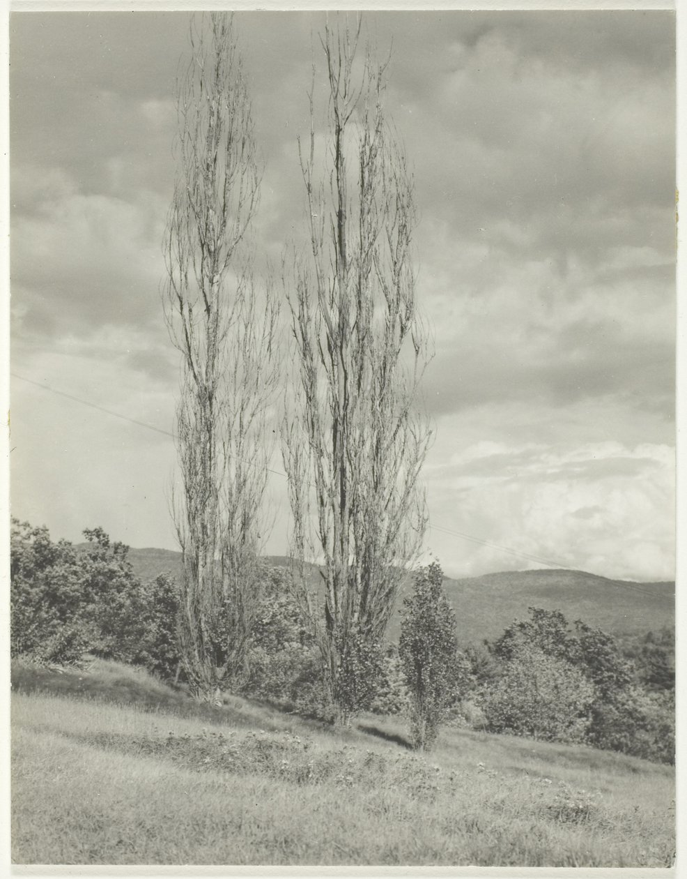 Poplars Lake George av Alfred Stieglitz