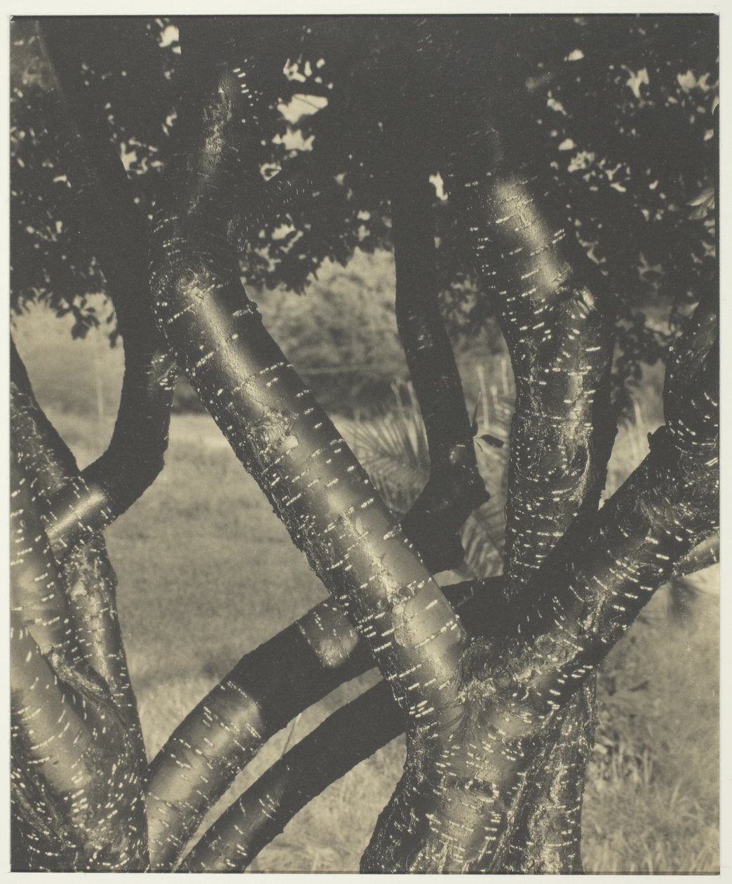  av Alfred Stieglitz