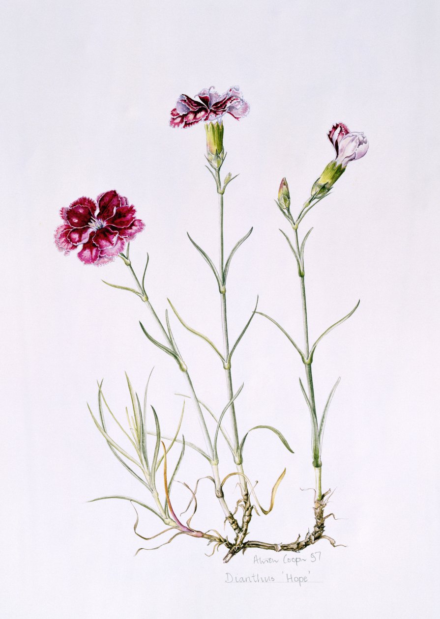 Dianthus Hope, 1997 (wc på papir) av Alison Cooper