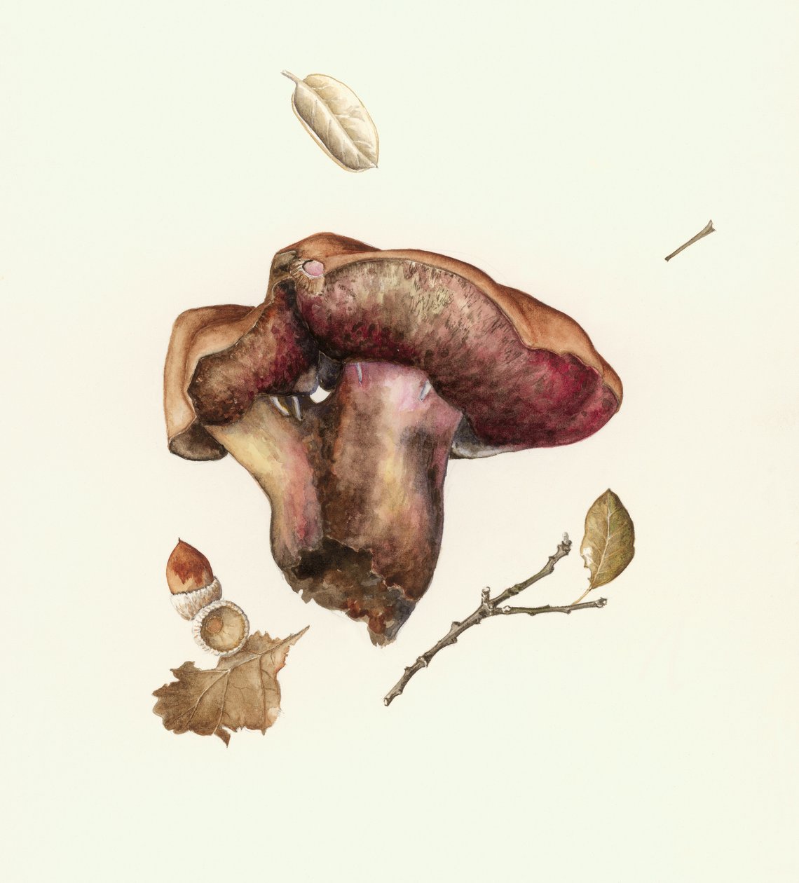 Sopp av Alison Cooper