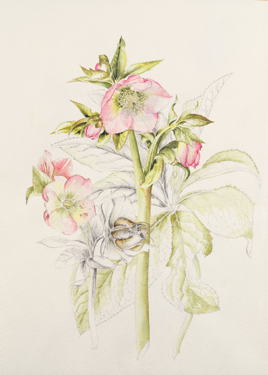 Hellebores av Alison Cooper