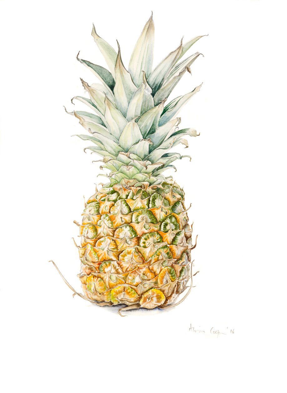 Moden ananas, akvarell, 2016 av Alison Cooper