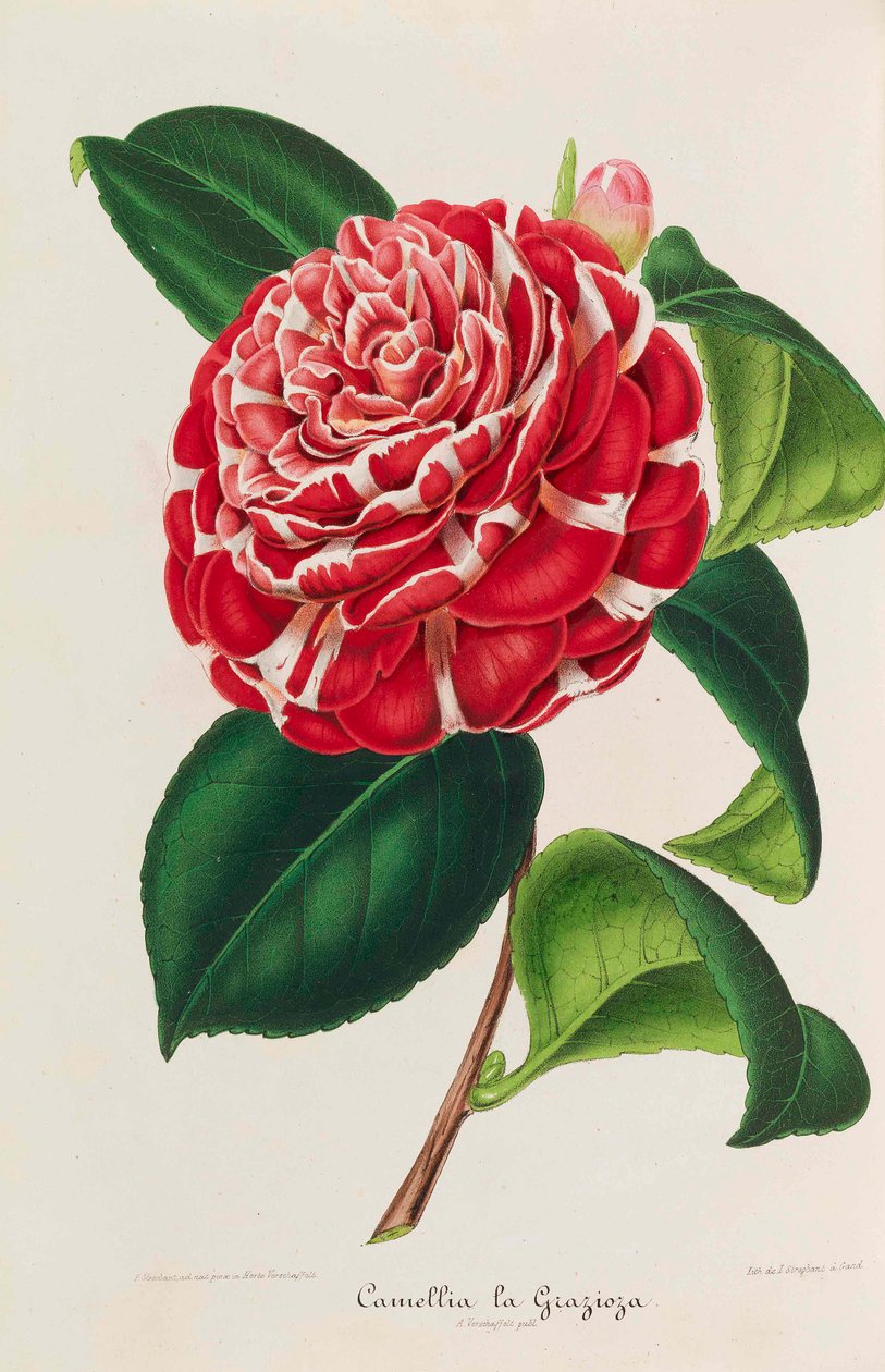 Ny ikonografi av kameliaer, 1850-1860. av Ambroise Alexandre Verschaffelt