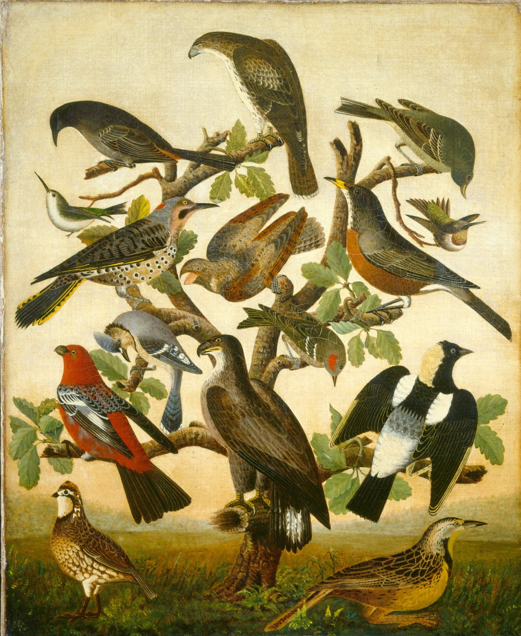 Fugler av American 19th Century