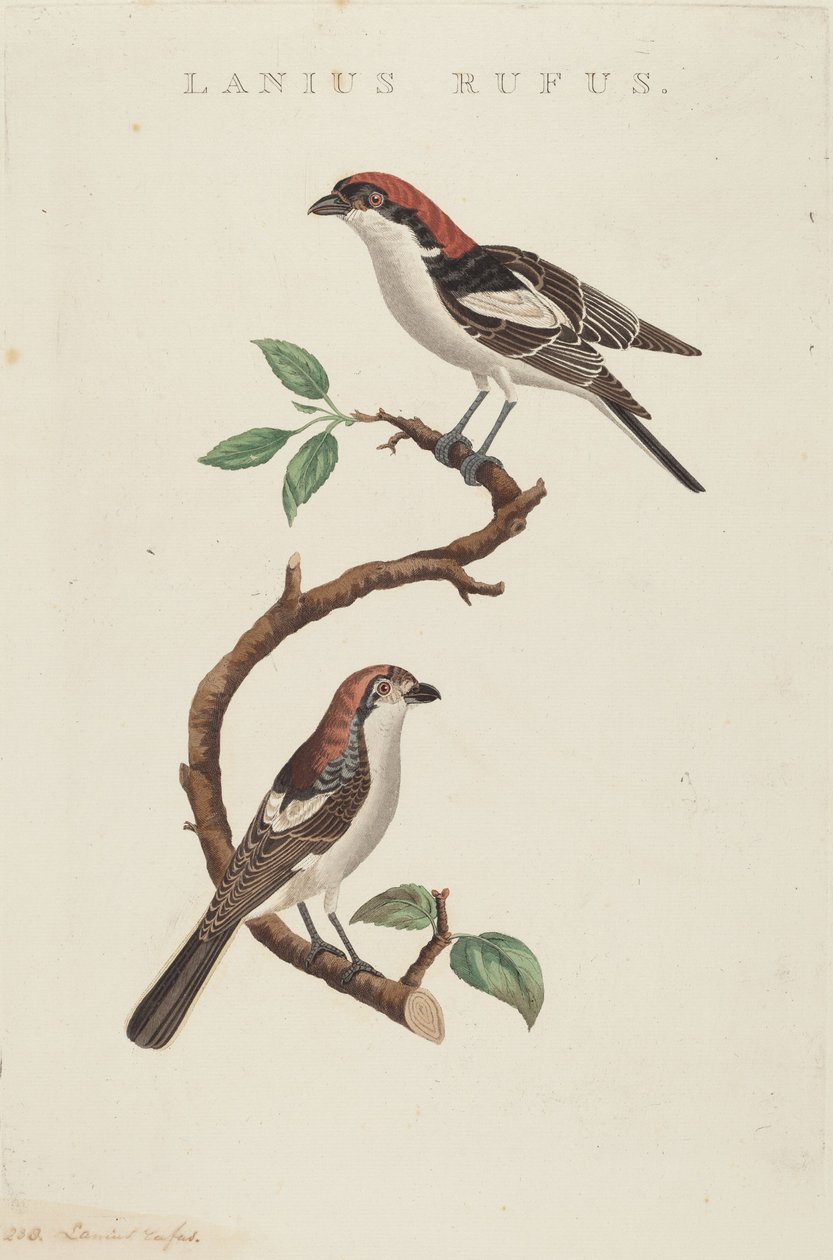 Rød ull av American 19th Century