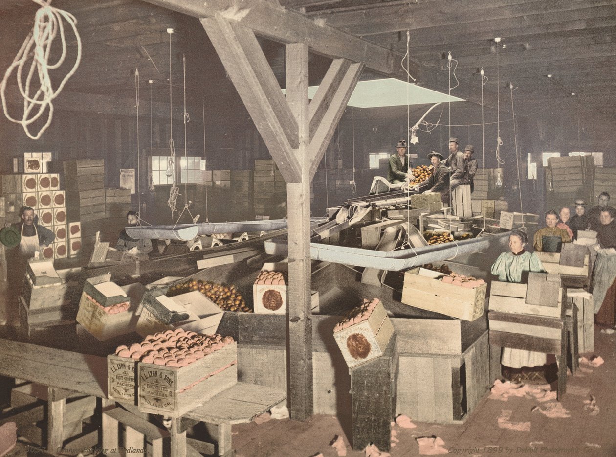 Orange Packing på Redlands av American 19th Century, Detroit Photographic Company