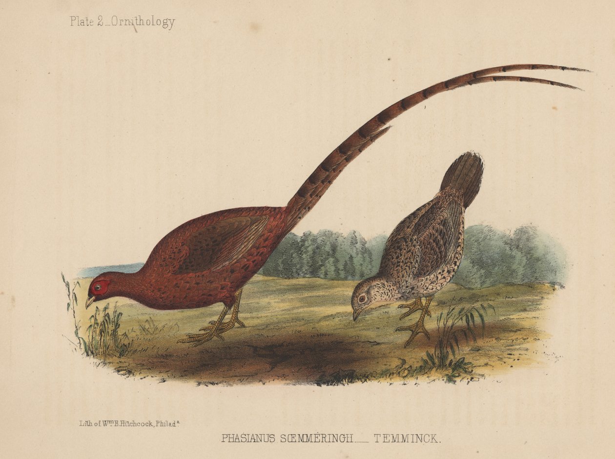 Phasianus Soemmeringh (Temminck) av American School