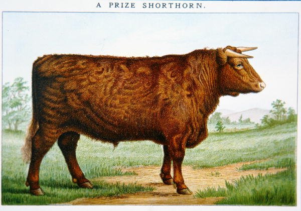 Pris Shorthorn Bull (farge litho) av American School